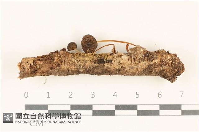 小菇屬藏品圖，第1張