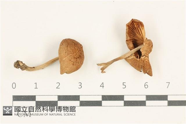 登錄號:F0038061藏品圖，第1張