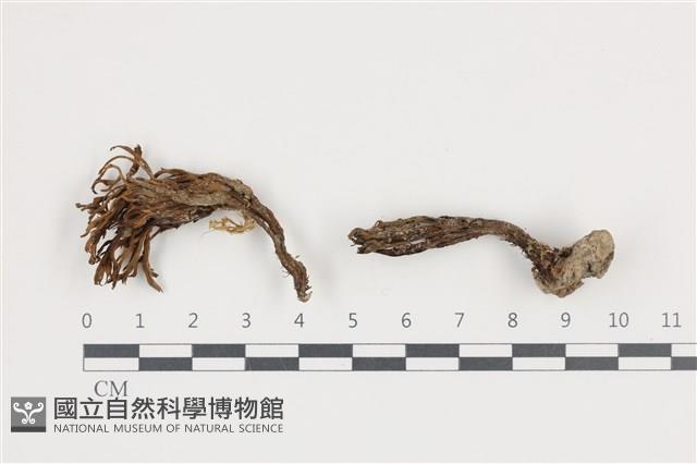 登錄號:F0036061藏品圖，第1張