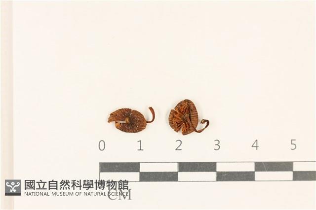 登錄號:F0037061藏品圖，第1張