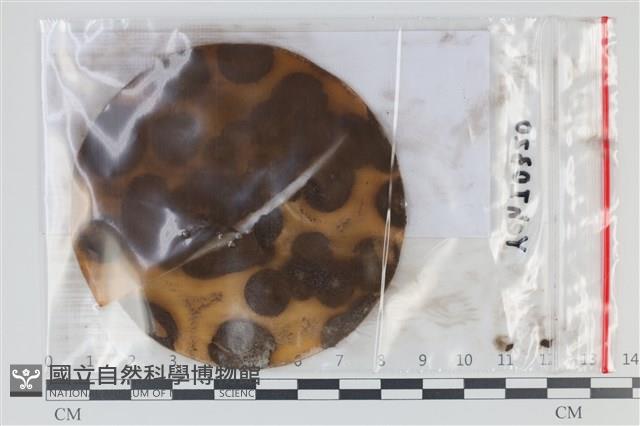 登錄號:F0035061藏品圖，第1張