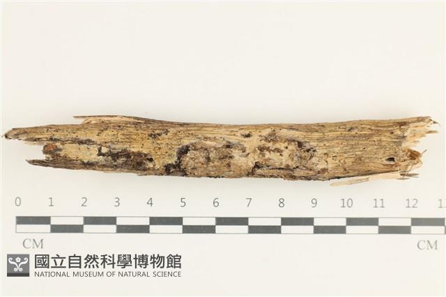 登錄號:F0038361藏品圖，第1張