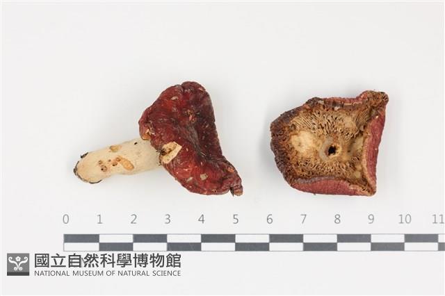 紅菇屬藏品圖，第1張