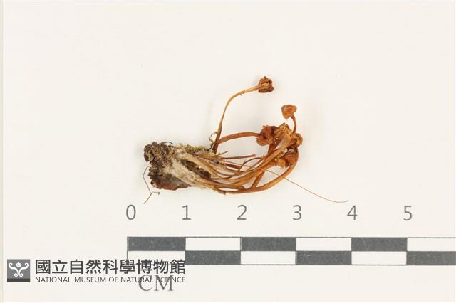 小菇屬藏品圖，第1張