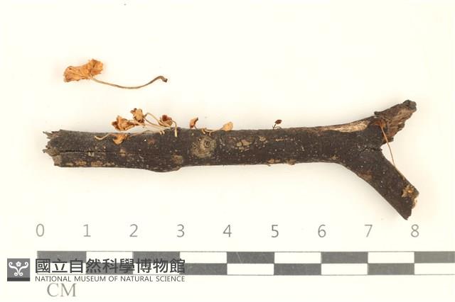 登錄號:F0037221藏品圖，第1張