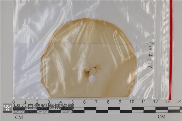 登錄號:F0035221藏品圖，第1張