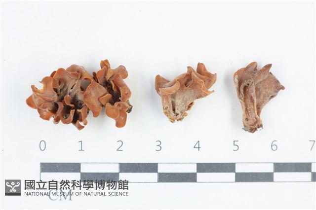 登錄號:F0038821藏品圖，第1張