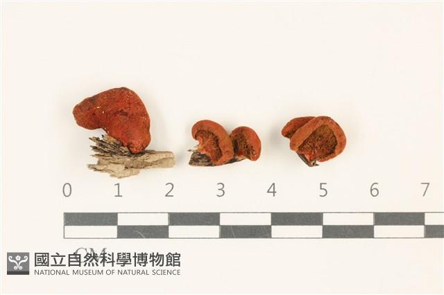 登錄號:F0036821藏品圖，第1張