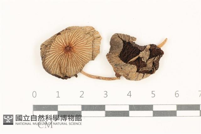 登錄號:F0037821藏品圖，第1張