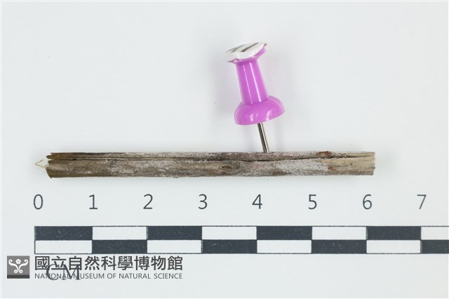 登錄號:F0038921藏品圖，第1張