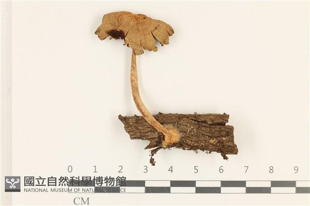 登錄號:F0036921藏品圖，第1張