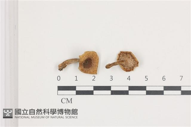 登錄號:F0036621藏品圖，第1張