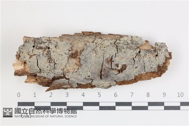 登錄號:F0035621藏品圖，第1張