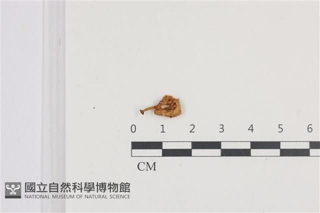 小菇屬藏品圖，第1張