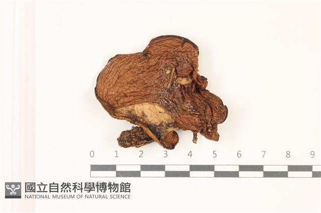 登錄號:F0037421藏品圖，第1張