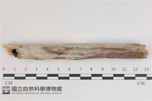 登錄號:F0035421藏品圖，第1張