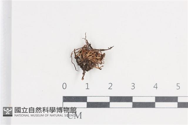 登錄號:F0038721藏品圖，第1張