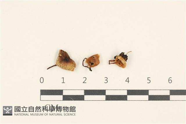 小菇屬藏品圖，第1張