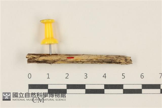 登錄號:F0037721藏品圖，第1張