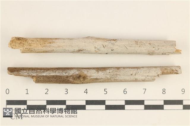 登錄號:F0038521藏品圖，第1張