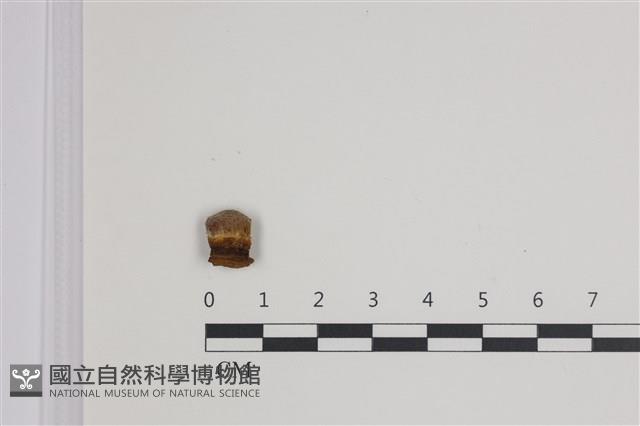 登錄號:F0035521藏品圖，第1張