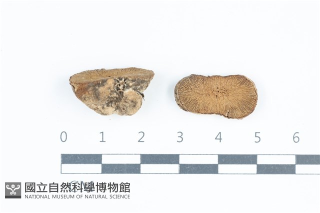 登錄號:F0039521藏品圖，第1張
