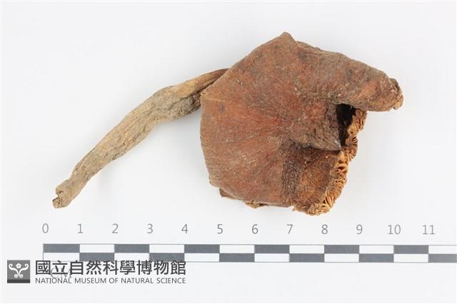 登錄號:F0036121藏品圖，第1張