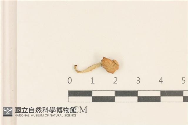 小皮傘屬藏品圖，第1張