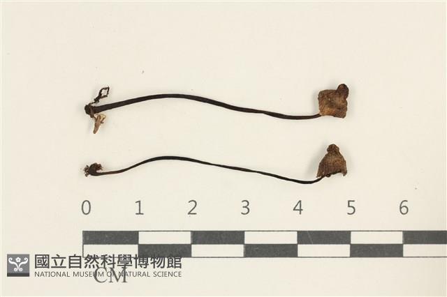 登錄號:F0038021藏品圖，第1張