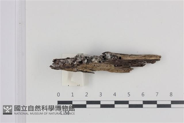 登錄號:F0036021藏品圖，第1張