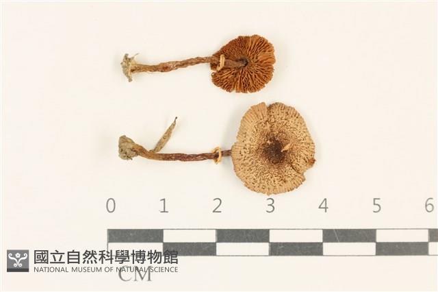 登錄號:F0037021藏品圖，第1張