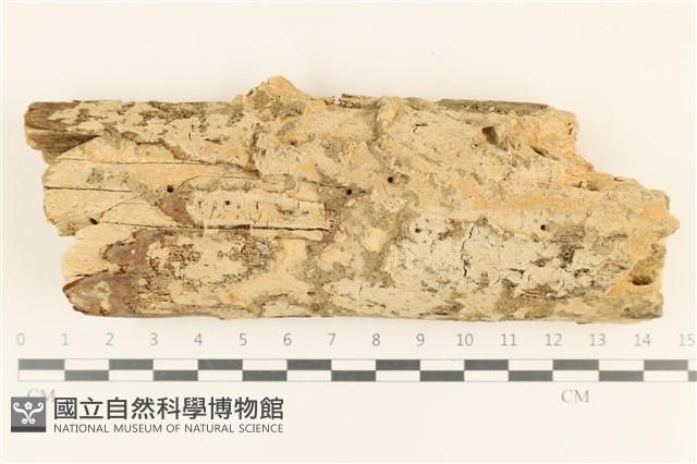 登錄號:F0019021藏品圖，第1張