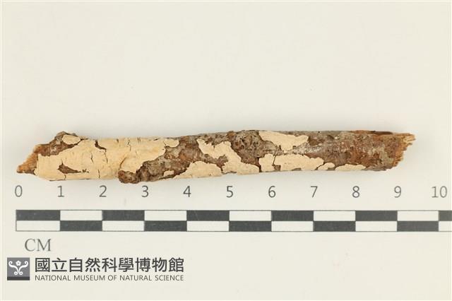 登錄號:F0038321藏品圖，第1張