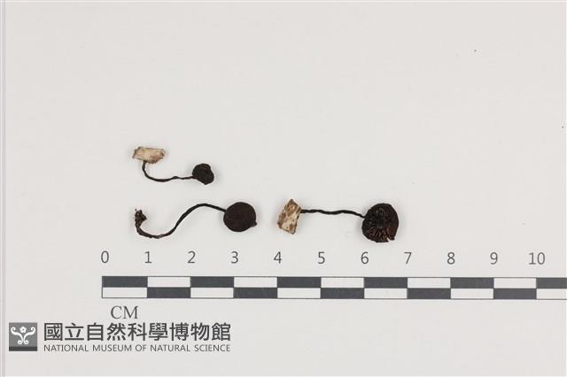 登錄號:F0036321藏品圖，第1張