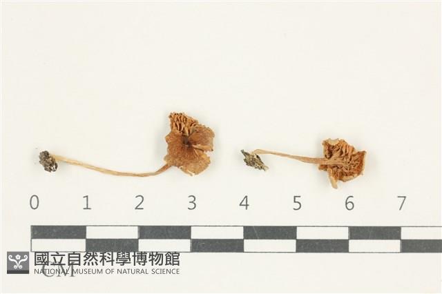 登錄號:F0038201藏品圖，第1張