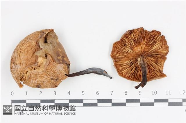 登錄號:F0036201藏品圖，第1張