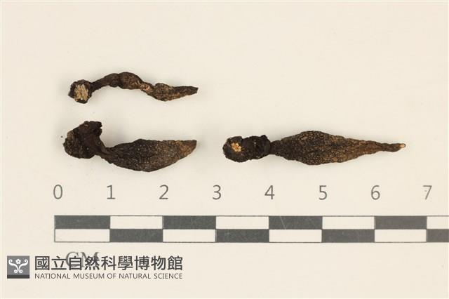 炭角菌屬藏品圖，第1張