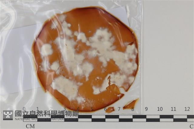 登錄號:F0035201藏品圖，第1張