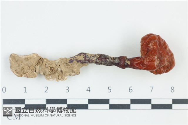 赤芝藏品圖，第1張