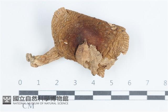 登錄號:F0038801藏品圖，第1張