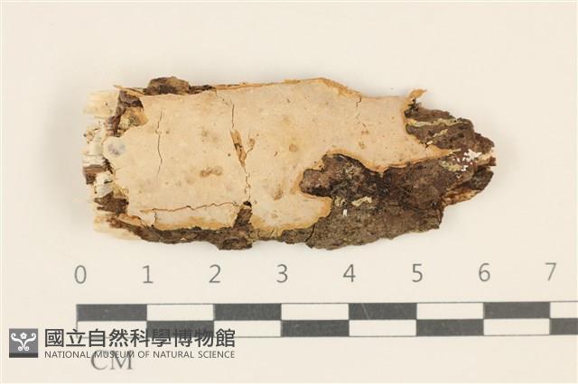 登錄號:F0036801藏品圖，第1張