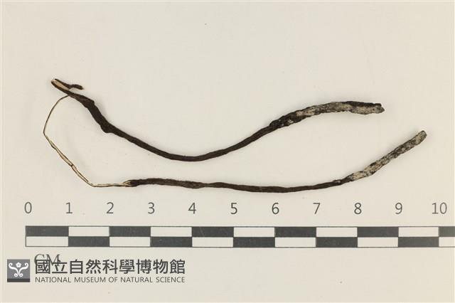 炭角菌屬藏品圖，第1張