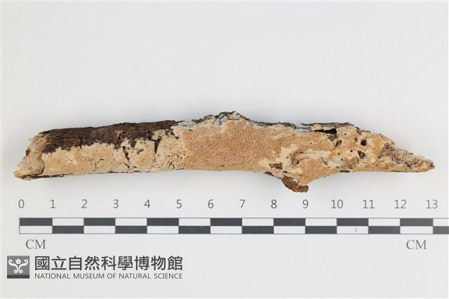 登錄號:F0035801藏品圖，第1張