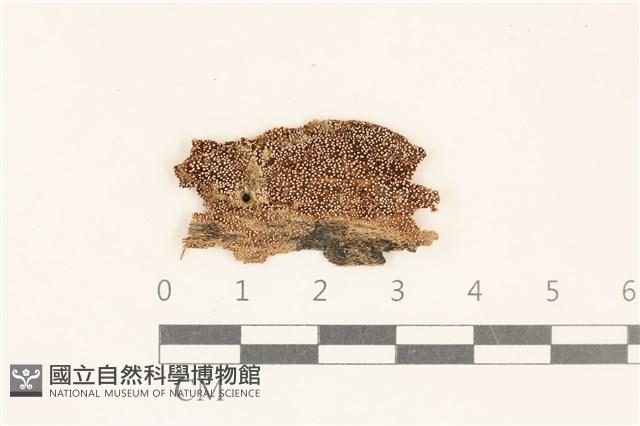 登錄號:F0029801藏品圖，第1張