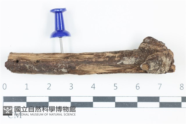 登錄號:F0038901藏品圖，第1張