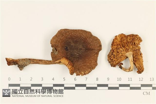 登錄號:F0036901藏品圖，第1張