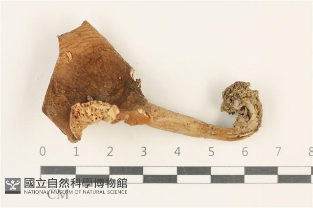 登錄號:F0037901藏品圖，第1張