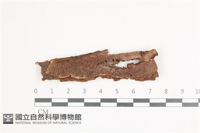 登錄號:F0035901藏品圖，第1張