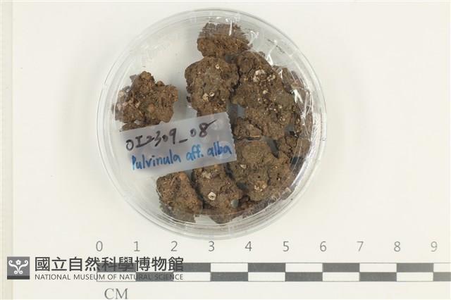 登錄號:F0038601藏品圖，第1張