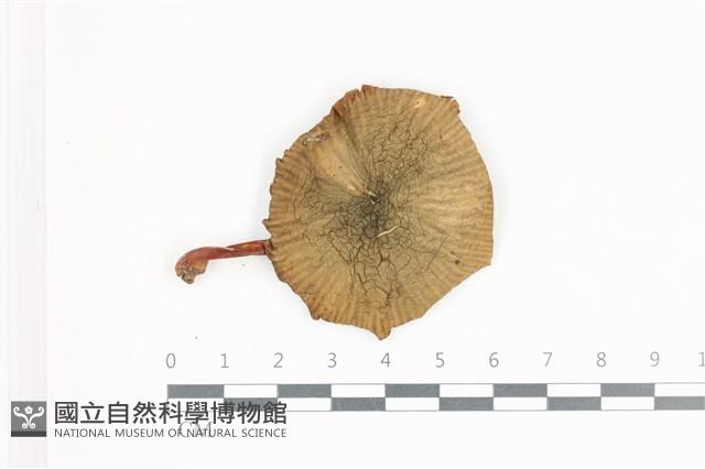 登錄號:F0036601藏品圖，第1張